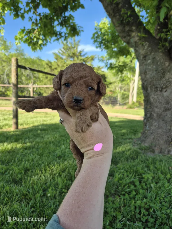 Mini female – Poodle - Miniature  puppy for sale in Wasola, MO