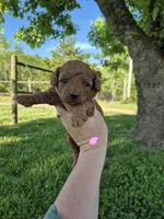 Mini female pink, a female Poodle - Miniature  for sale in Wasola, MO – 3 of 6