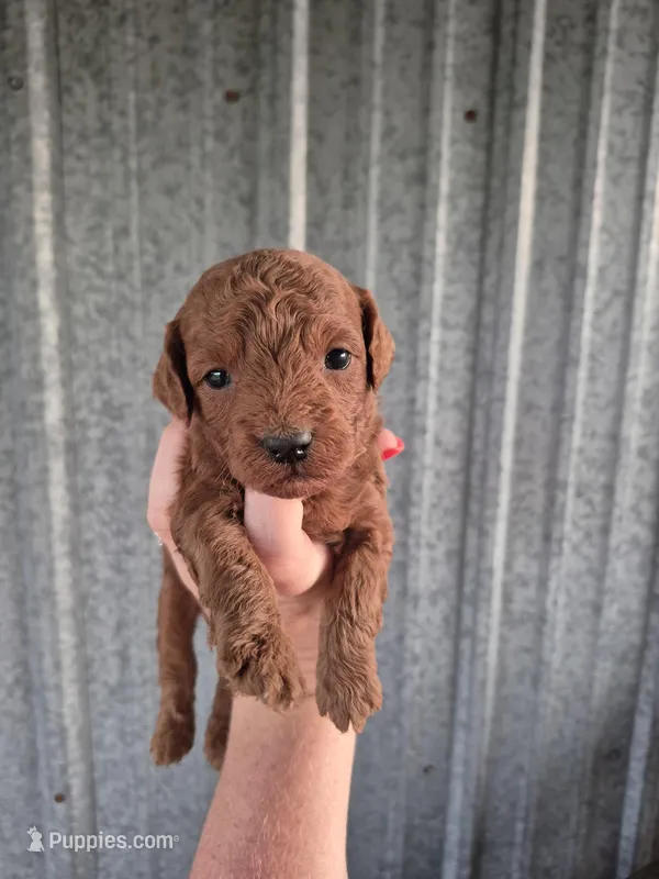 Mini female, a female Poodle - Miniature  for sale in Wasola, MO – Photo 1 of 5