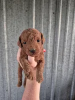 Mini female, a female Poodle - Miniature  for sale in Wasola, MO – Photo 1 of 5