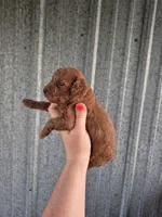 Mini female, a female Poodle - Miniature  for sale in Wasola, MO – Photo 2 of 5
