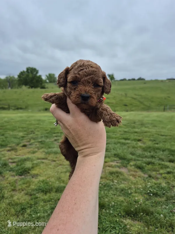 Mini female pink – Poodle - Miniature  puppy for sale in Wasola, MO