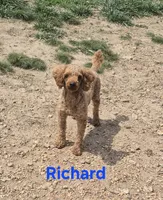 Mini female, a female Poodle - Miniature  for sale in Wasola, MO – Photo 3 of 5