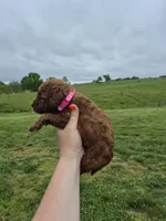 Mini female pink, a female Poodle - Miniature  for sale in Wasola, MO – 2 of 6
