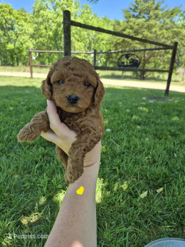 Mini male yellow – Poodle - Miniature  puppy for sale in Wasola, MO