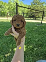 Mini male yellow, a male Poodle - Miniature  for sale in Wasola, MO – 1 of 3