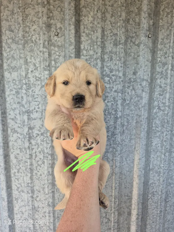 Lime – Golden Retriever puppy for sale in Wasola, MO