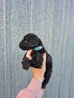 Toy male blue, a male Poodle - Toy  for sale in Wasola, MO – 2 of 6