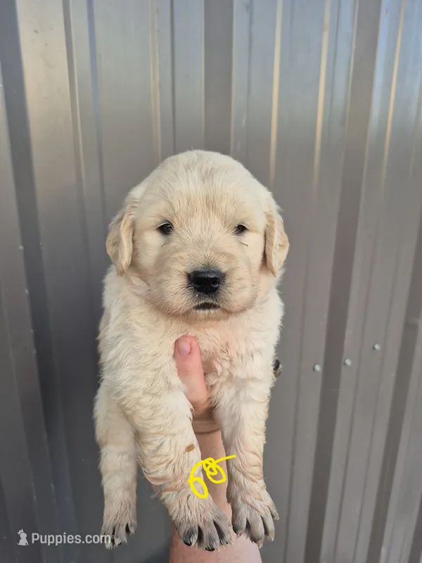 Yellow  – Golden Retriever puppy for sale in Wasola, MO
