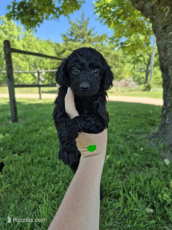 Green toy male – Poodle - Toy  puppy for sale in Wasola, MO