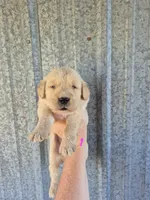 Hot pink, a female Golden Retriever for sale in Wasola, MO – 2 of 2