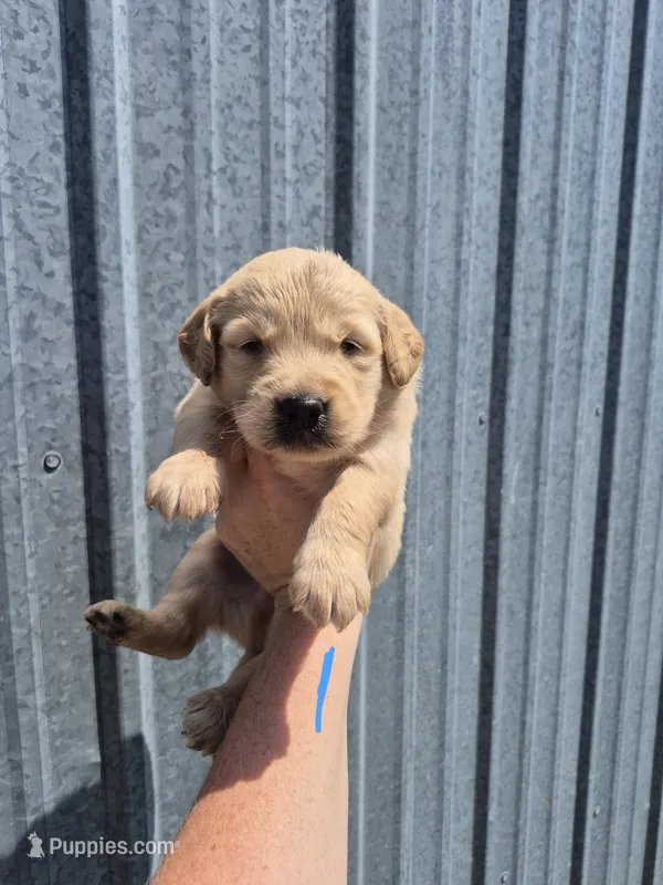 Light blue  – Golden Retriever puppy for sale in Wasola, MO