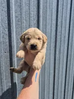 Light blue , a male Golden Retriever for sale in Wasola, MO – 1 of 2