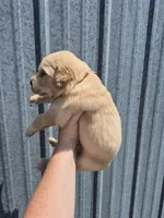 Red, a male Golden Retriever for sale in Wasola, MO – 2 of 2