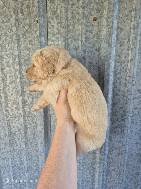 Hot pink – Golden Retriever puppy for sale in Wasola, MO