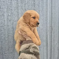 Light blue female, a female Golden Retriever for sale in Wasola, MO – Photo 3 of 3