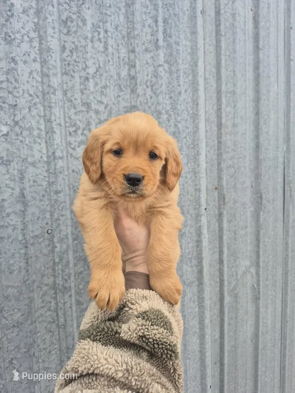 Light blue female – Golden Retriever puppy on hold in Wasola, MO