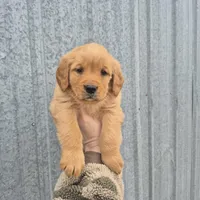 Light blue female, a female Golden Retriever for sale in Wasola, MO – Photo 1 of 3