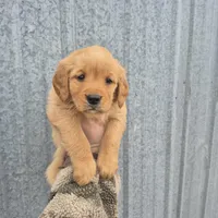 Light blue female, a female Golden Retriever for sale in Wasola, MO – Photo 2 of 3