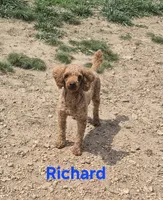 Mini male green, a male Poodle - Miniature  for sale in Wasola, MO – 2 of 3