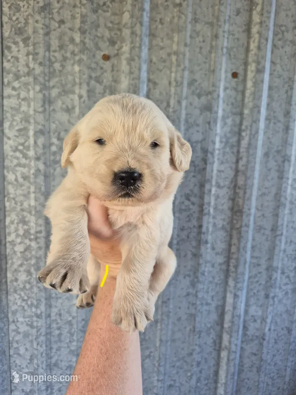 Yellow  – Golden Retriever puppy for sale in Wasola, MO
