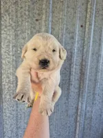 Yellow , a female Golden Retriever for sale in Wasola, MO – 1 of 2