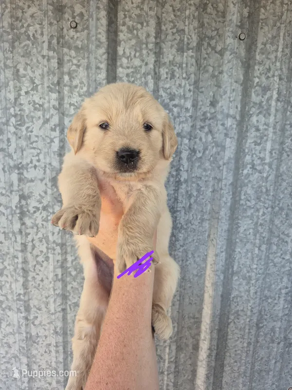 Purple female  – Golden Retriever puppy for sale in Wasola, MO