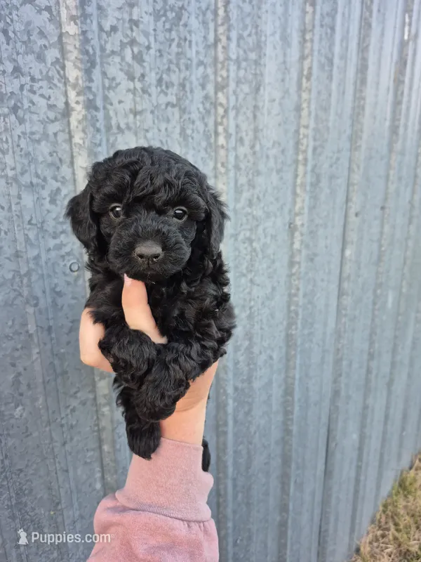 Toy female  – Poodle - Toy  puppy for sale in Wasola, MO
