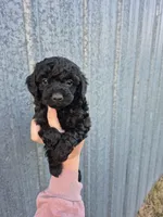 Toy female , a female Poodle - Toy  for sale in Wasola, MO – 3 of 6