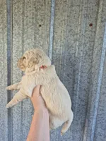 Orange , a female Golden Retriever for sale in Wasola, MO – 2 of 2