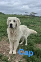 Golden retriever waitlist , a  Golden Retriever for sale in Wasola, MO – 2 of 5