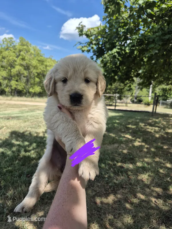 Purple female  – Golden Retriever puppy for sale in Wasola, MO