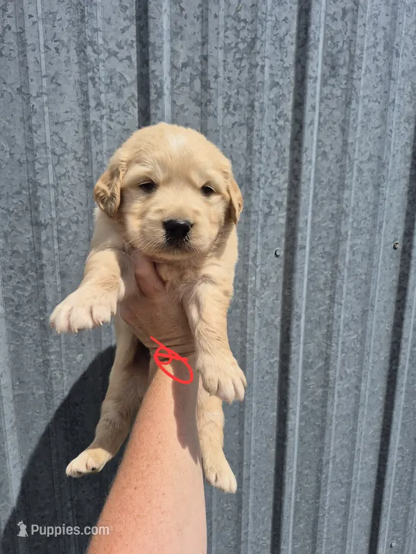 Red – Golden Retriever puppy for sale in Wasola, MO