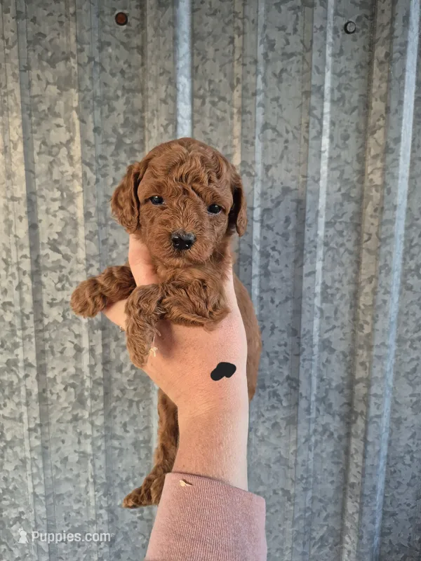 Mini male – Poodle - Miniature  puppy for sale in Wasola, MO
