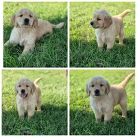 Pink girl, a female Golden Retriever for sale in Wasola, MO – Photo 7 of 7
