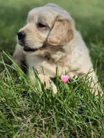 Pink girl, a female Golden Retriever for sale in Wasola, MO – Photo 2 of 7