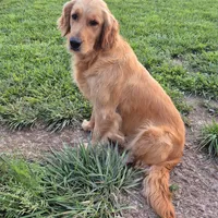 Pink girl, a female Golden Retriever for sale in Wasola, MO – Photo 4 of 7