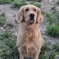 Pink girl, a female Golden Retriever for sale in Wasola, MO – Photo 3 of 7