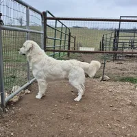 Pink girl, a female Golden Retriever for sale in Wasola, MO – Photo 5 of 7