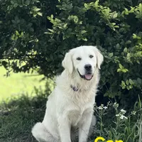Pink girl, a female Golden Retriever for sale in Wasola, MO – Photo 6 of 7