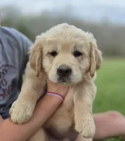 Pink girl, a female Golden Retriever for sale in Wasola, MO – Photo 1 of 7