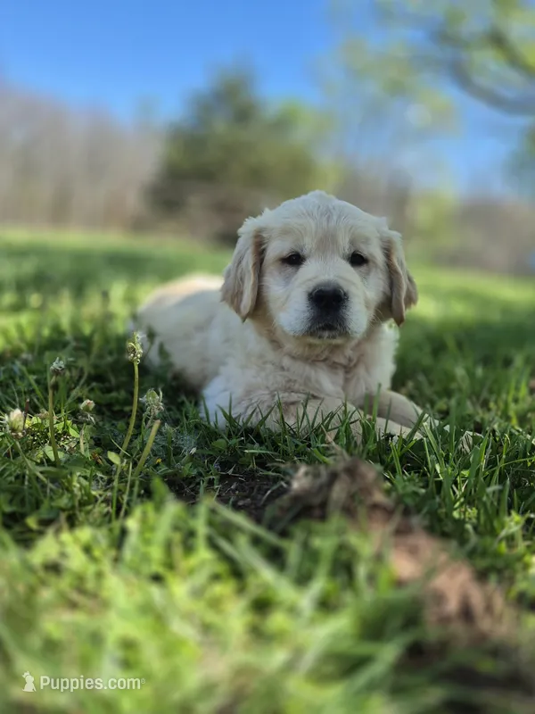 Pink girl – Golden Retriever puppy for sale in Wasola, MO