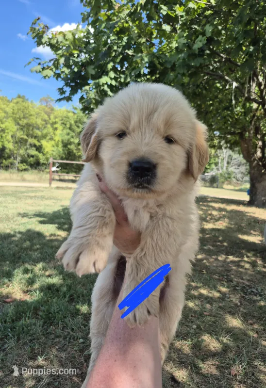 Dark blue  – Golden Retriever puppy for sale in Wasola, MO