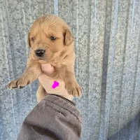 Hot pink female, a female Golden Retriever for sale in Wasola, MO – Photo 2 of 6