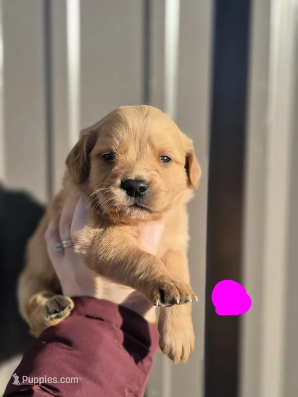 Hot pink female – Golden Retriever puppy on hold in Wasola, MO