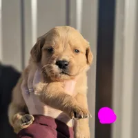 Hot pink female, a female Golden Retriever for sale in Wasola, MO – Photo 1 of 6