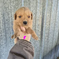 Hot pink female, a female Golden Retriever for sale in Wasola, MO – Photo 3 of 6