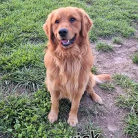 Hot pink female, a female Golden Retriever for sale in Wasola, MO – Photo 6 of 6