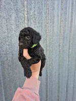 Green toy male, a male Poodle - Toy  for sale in Wasola, MO – 3 of 3