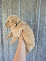 Black , a male Golden Retriever for sale in Wasola, MO – 2 of 2